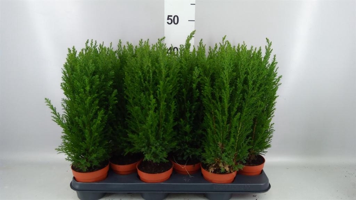 Chamaecyparis laws. 'Ellwoodii'