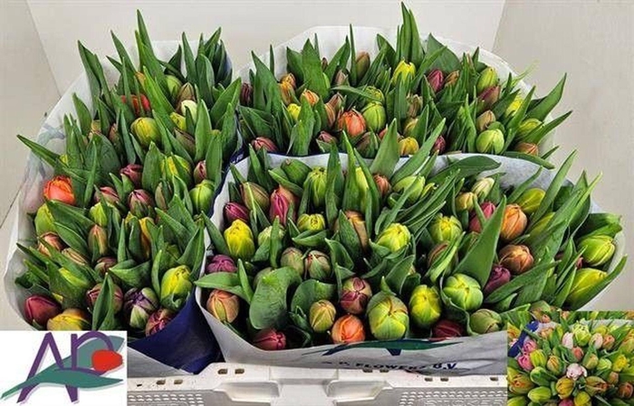 <h4>TULIPA DU MIX</h4>