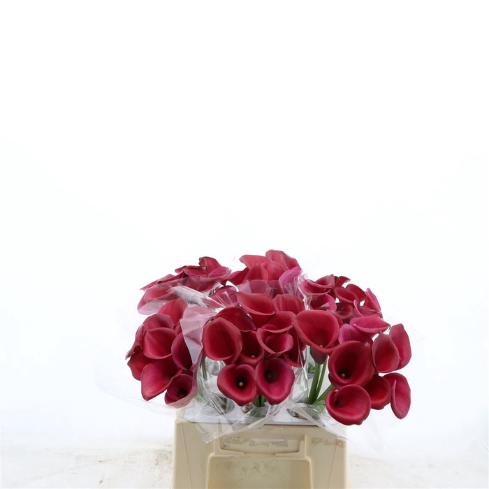 <h4>Calla Red Salsa</h4>
