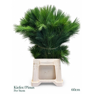 PINUS STROBUS