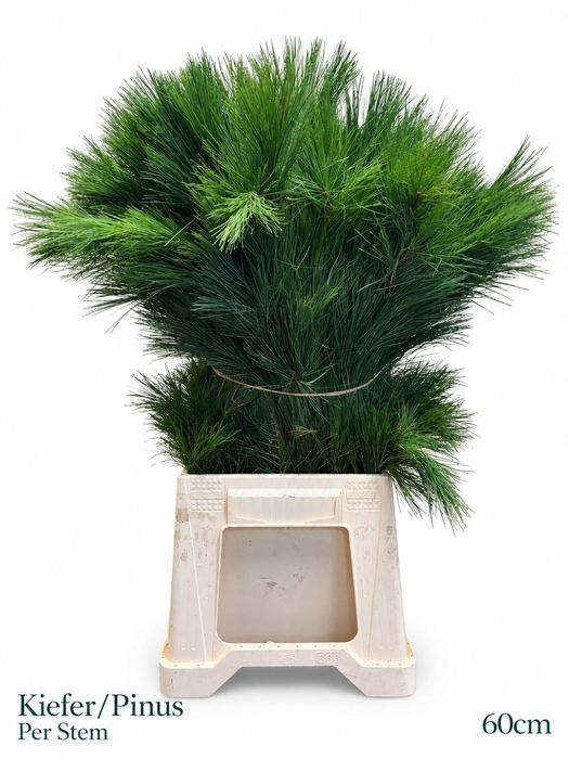 <h4>PINUS STROBUS</h4>