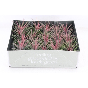 arr3 CP - Till. Ionantha rood x20