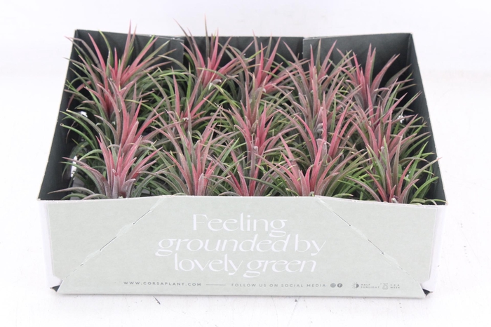 <h4>arr3 CP - Till. Ionantha rood x20</h4>