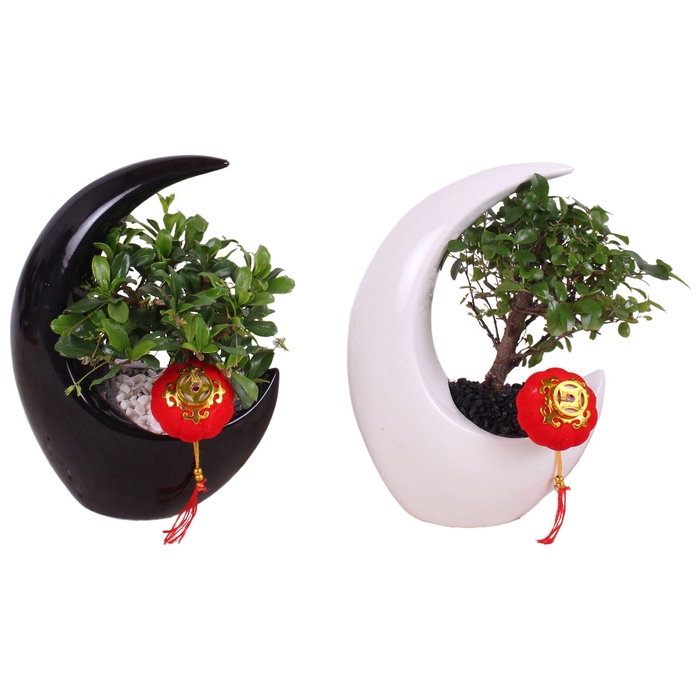 <h4>Bonsai Mix pot Ø09cm in Ceramic Moonshape Black/White Ø15cm</h4>