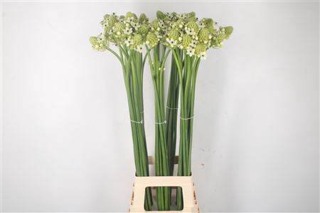 <h4>Ornithogalum Saundersiae White</h4>