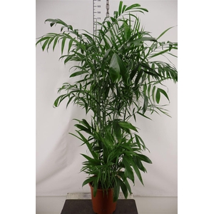 Chamaedorea 27 Cm. P. Seifrizii 160 Cm. Hoog