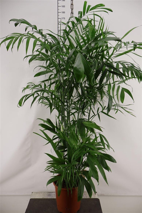 <h4>Chamaedorea 27 Cm. P. Seifrizii 160 Cm. Hoog</h4>