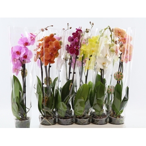 PHAL GEM 8 KL