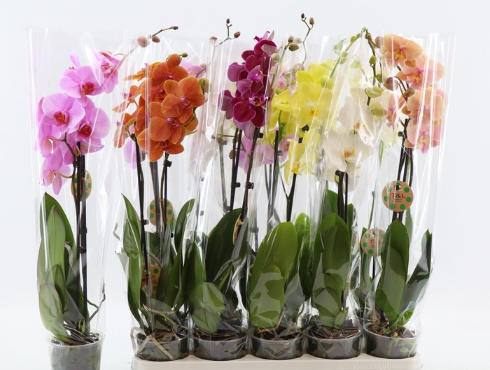 <h4>PHAL GEM 8 KL</h4>