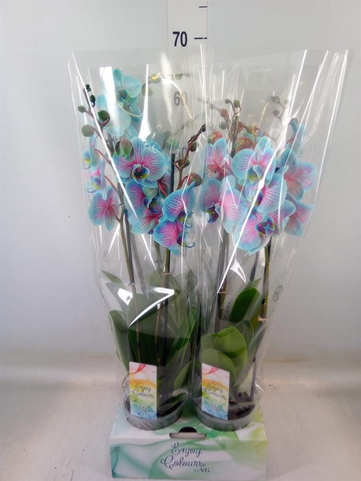 <h4>Phalaenopsis   ...</h4>