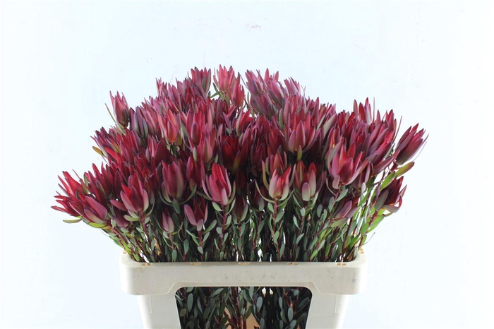 <h4>Leucad Sal Blush Ex</h4>