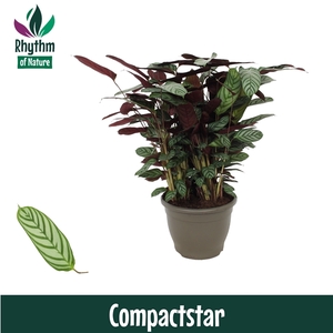 Calathea 32cm Compactstar Rhythm of Nature (Ctenanhte)