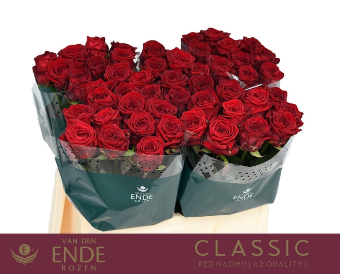 <h4>R GR RED NAOMI!</h4>