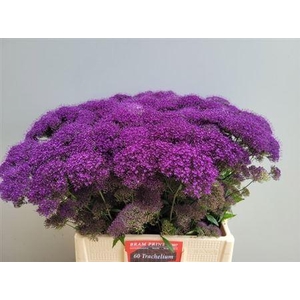 Trach Pu Lake Michigan