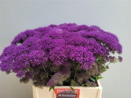 <h4>Trach Pu Lake Michigan</h4>