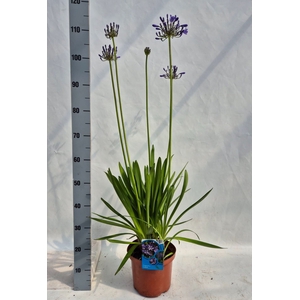 Agapanthus afric.