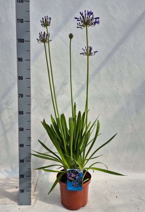 <h4>Agapanthus afric.</h4>