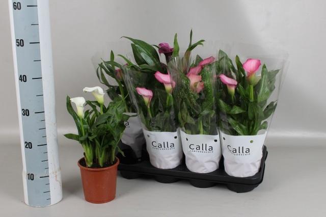 <h4>ZANT GEM 4 KL</h4>