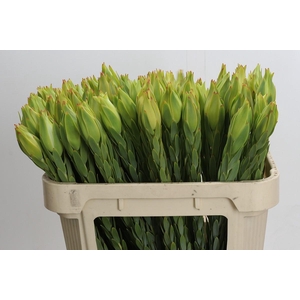 Leucadendron Procerum