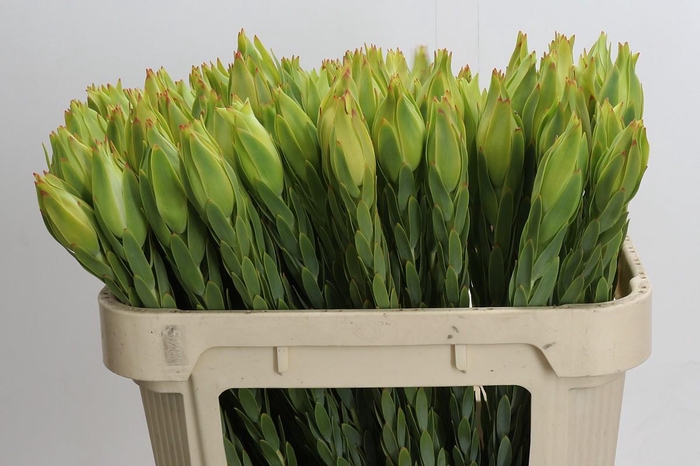 <h4>Leucadendron Procerum</h4>