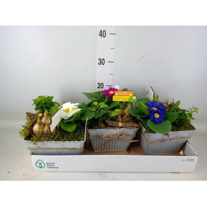 Arr.   Tuinplanten L%