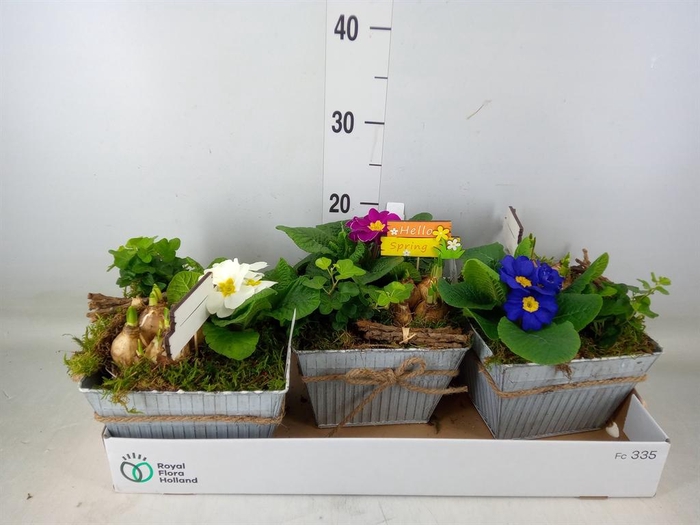 <h4>Arr. Tuinplanten L%</h4>