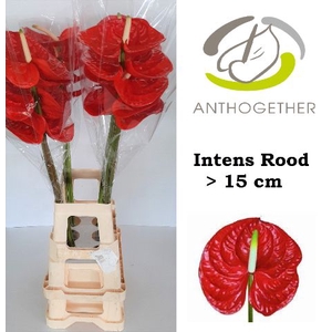 Anth A Intens Red 15 cm X5 XXL Oosterzon