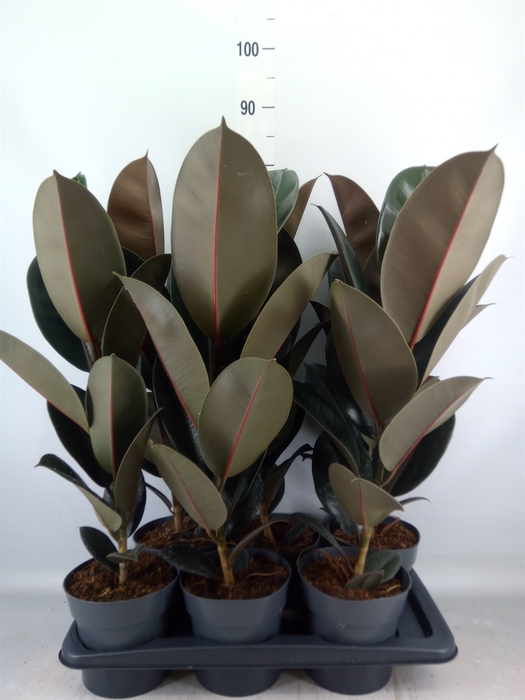 <h4>Ficus elastica 'Abidjan'</h4>