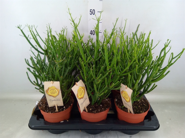 <h4>Euphorbia tirucalli</h4>