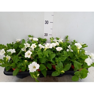 Petunia  'Surfinia Baby White'