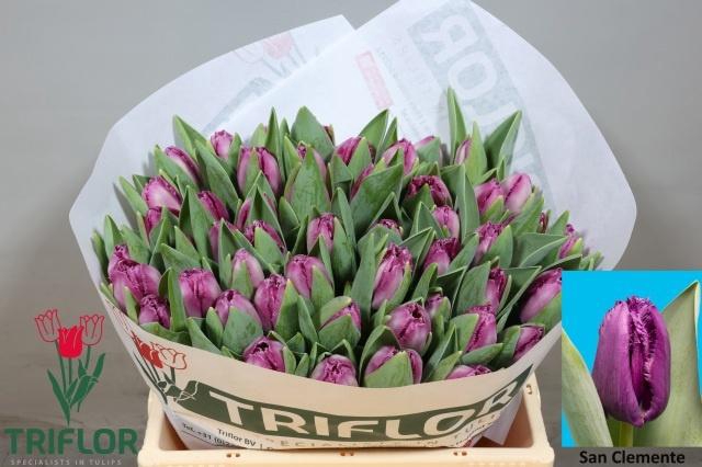 <h4>TU FR SAN CLEMENTE</h4>