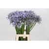 Agapanthus Silberpfeil