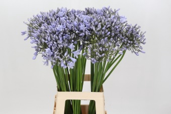 Agapanthus Silberpfeil