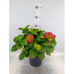 Hydrangea mac. 'Hi Fire'