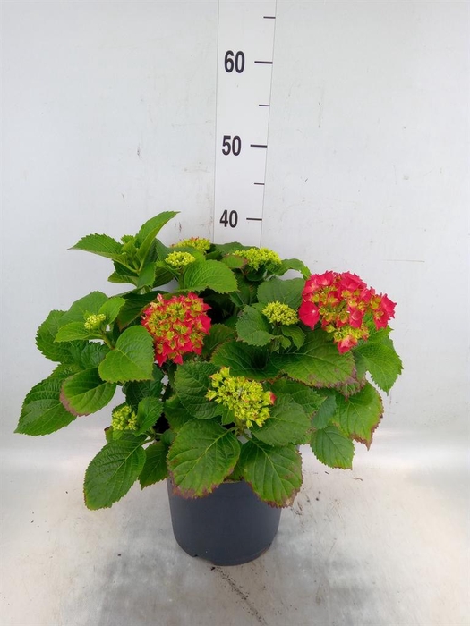 <h4>Hydrangea mac. 'Hi Fire'</h4>