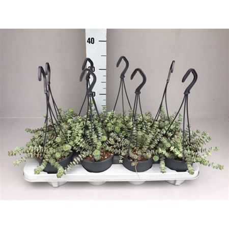 <h4>Crassula Hottentot Special Mini Hang</h4>