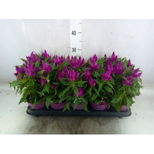 Celosia arg. SP 'Deep Purple'