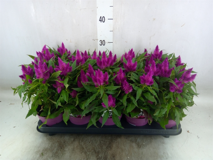 <h4>Celosia arg. SP 'Deep Purple'</h4>