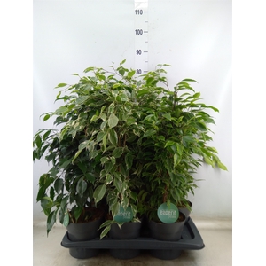 Ficus benja.   ...mix