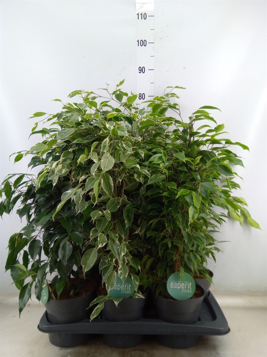 <h4>Ficus benja.   ...mix</h4>