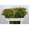Leucadendron Ayoba Cherry Pearl Spray
