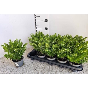 CUPH HYSSOPIFOLIA