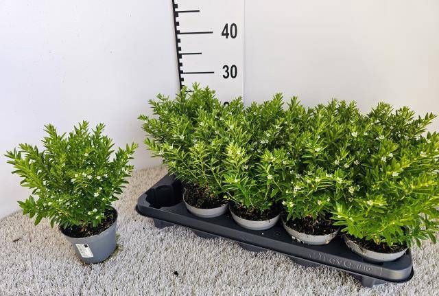 <h4>CUPH HYSSOPIFOLIA</h4>