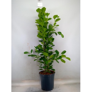 Ficus microcarpa 'Moclame'