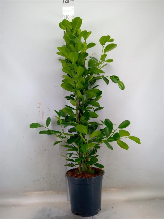 <h4>Ficus microcarpa 'Moclame'</h4>