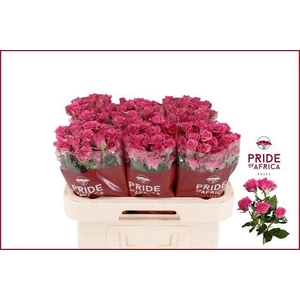 ROSA TR 'LIANNE'