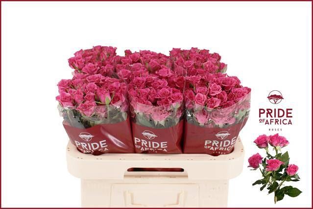 <h4>ROSA TR 'LIANNE'</h4>