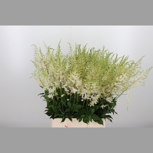 Astilbe Diamant