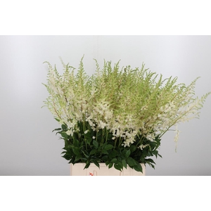 Astilbe Diamant