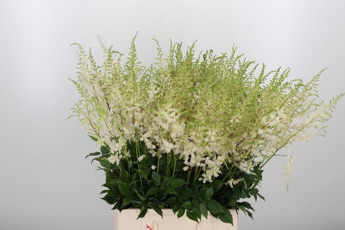 <h4>Astilbe Diamant</h4>